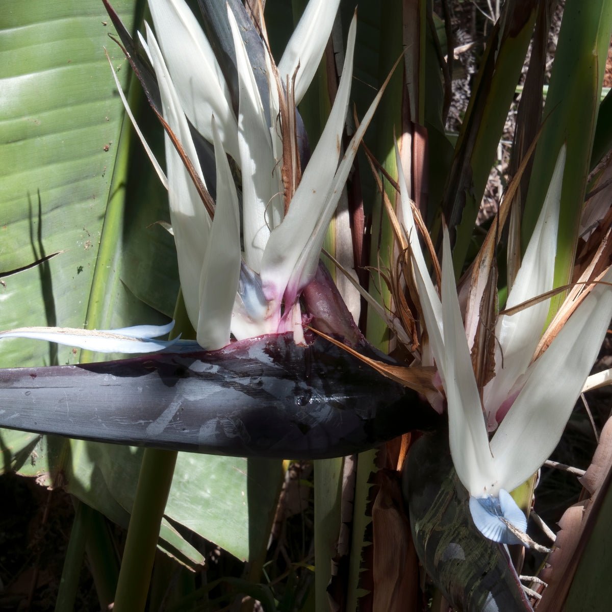 Strelitzia nicolai – Majestic Giant Bird of Paradise for Australian Landscapes - Oldboy&