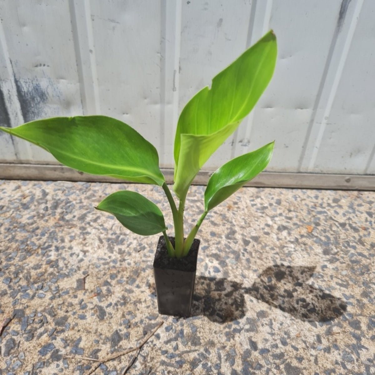 Strelitzia nicolai – Majestic Giant Bird of Paradise for Australian Landscapes - Oldboy&