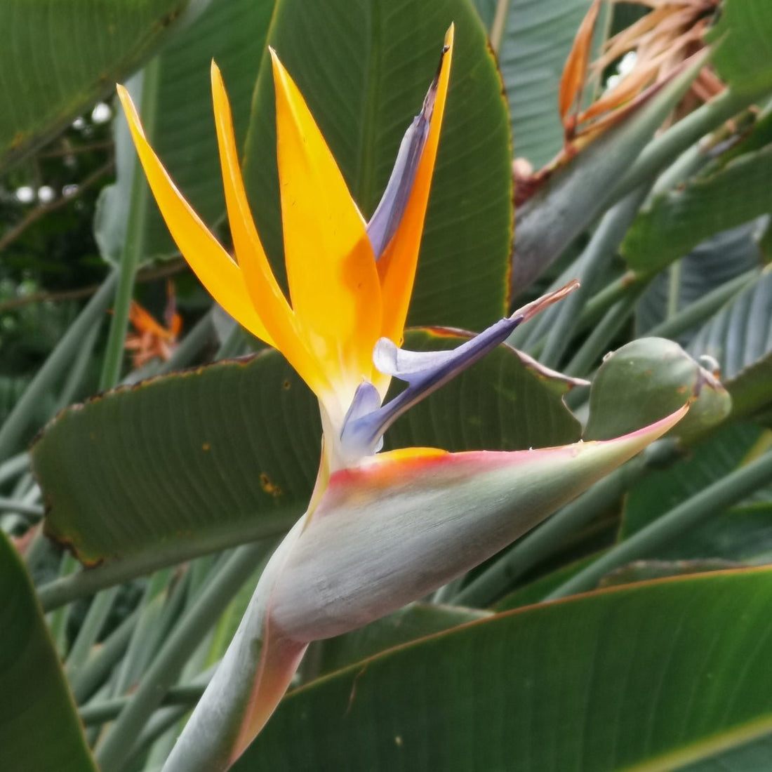 Strelitzia reginae – Bird of Paradise Plant - Oldboy&