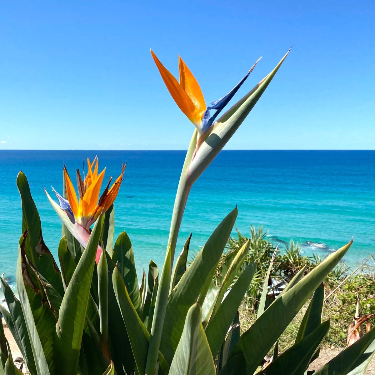 Strelitzia reginae – Bird of Paradise Plant - Oldboy&