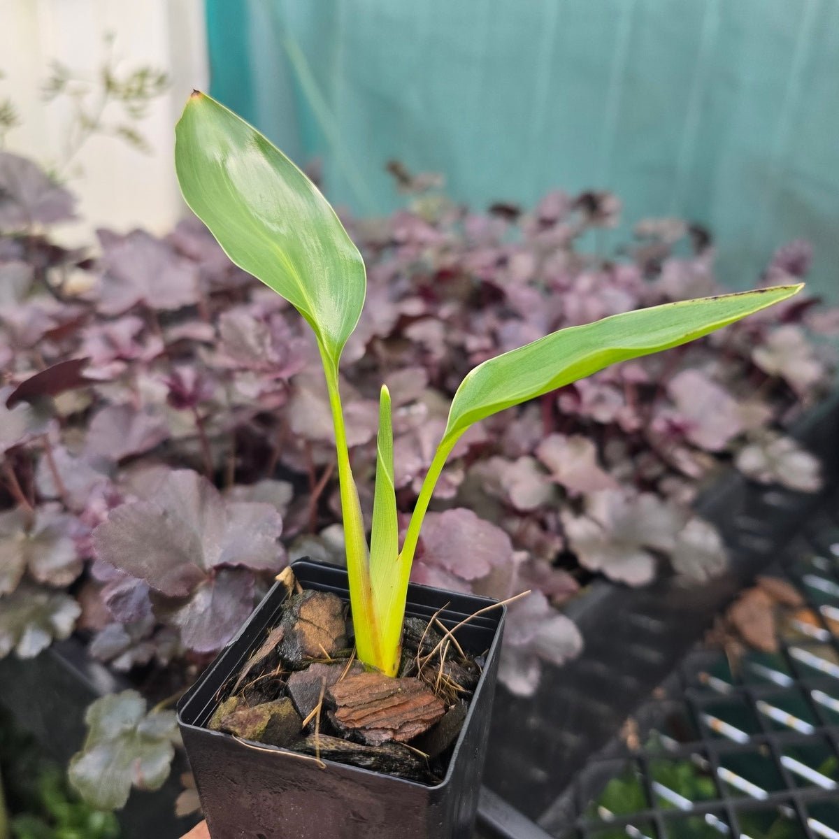 Strelitzia reginae – Bird of Paradise Plant - Oldboy&