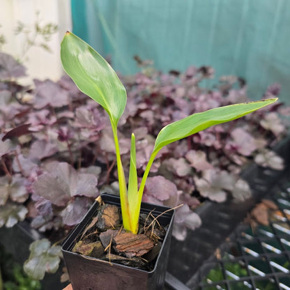 Strelitzia reginae – Bird of Paradise Plant - Oldboy&