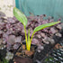 Strelitzia reginae – Bird of Paradise Plant - Oldboy&