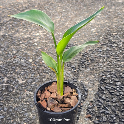 Strelitzia reginae – Bird of Paradise Plant - Oldboy&