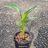 Strelitzia reginae – Bird of Paradise Plant - Oldboy&