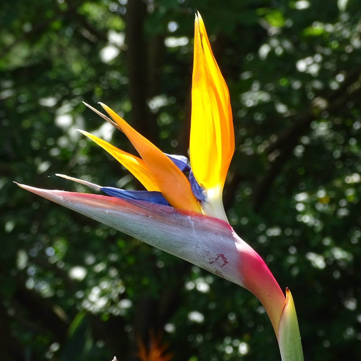 Strelitzia reginae – Bird of Paradise Plant - Oldboy&