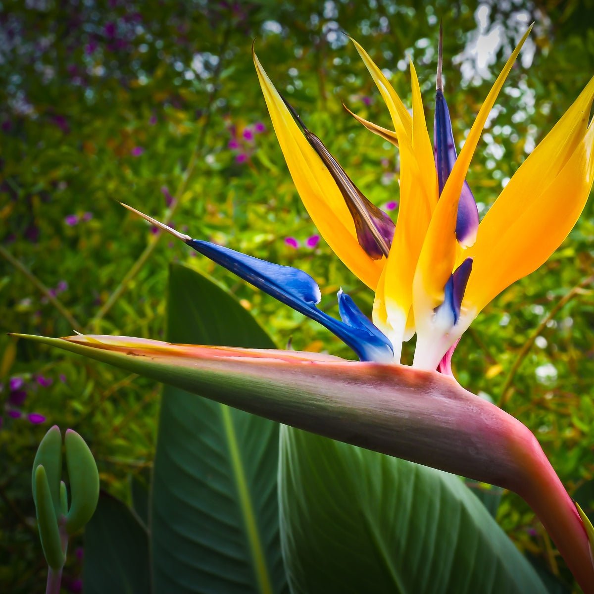 Strelitzia reginae – Bird of Paradise Plant - Oldboy&
