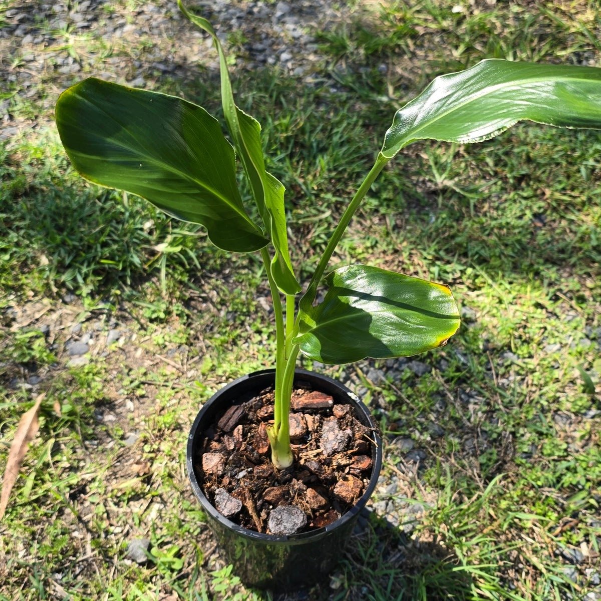 Strelitzia reginae – Bird of Paradise Plant - Oldboy&