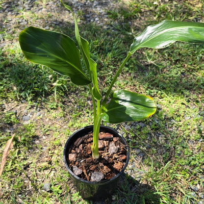 Strelitzia reginae – Bird of Paradise Plant - Oldboy&