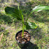 Strelitzia reginae – Bird of Paradise Plant - Oldboy&