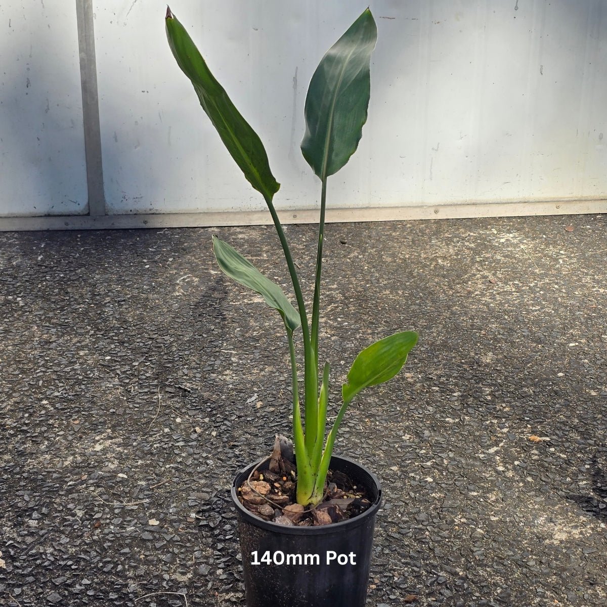 Strelitzia reginae – Bird of Paradise Plant - Oldboy&
