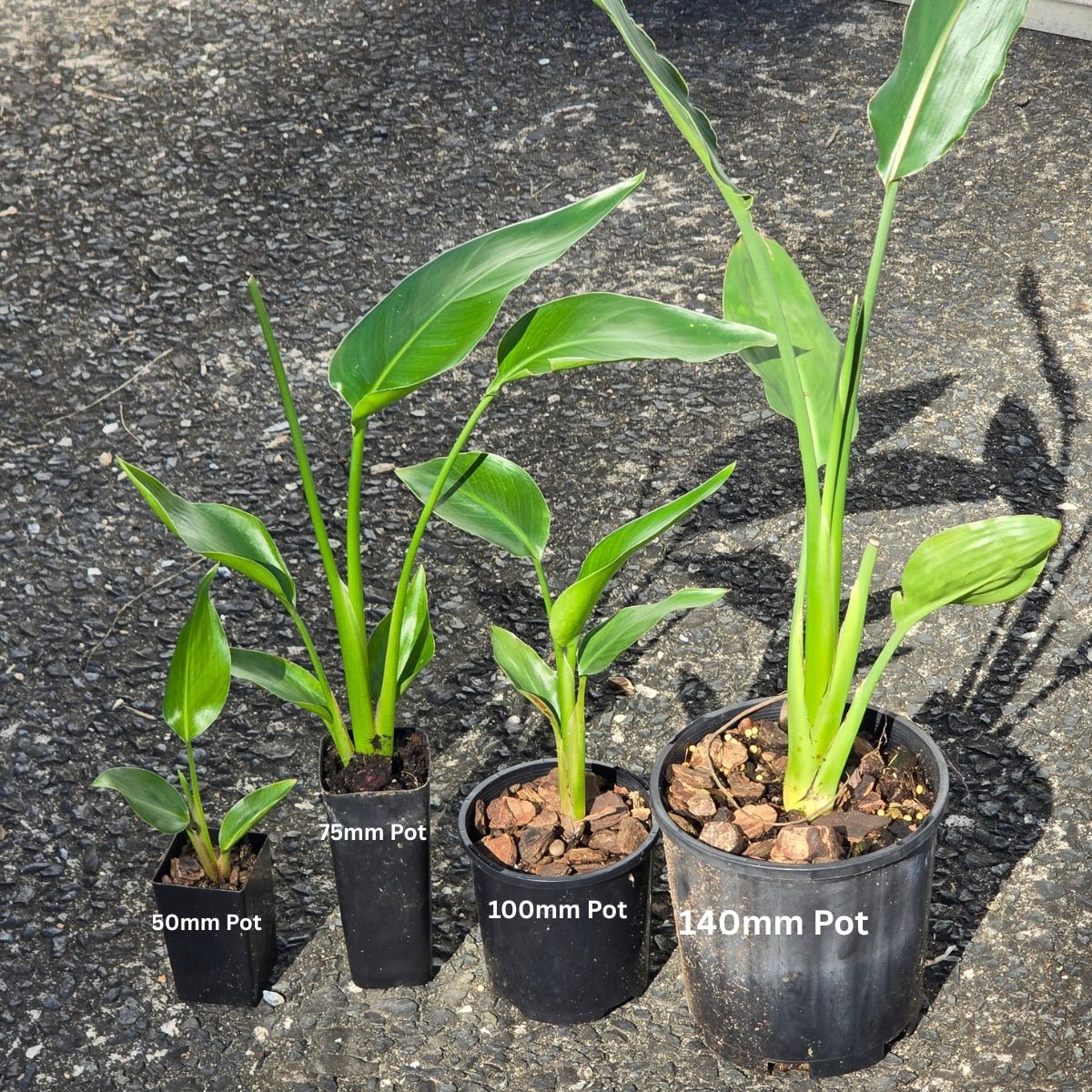 Strelitzia reginae – Bird of Paradise Plant - Oldboy&