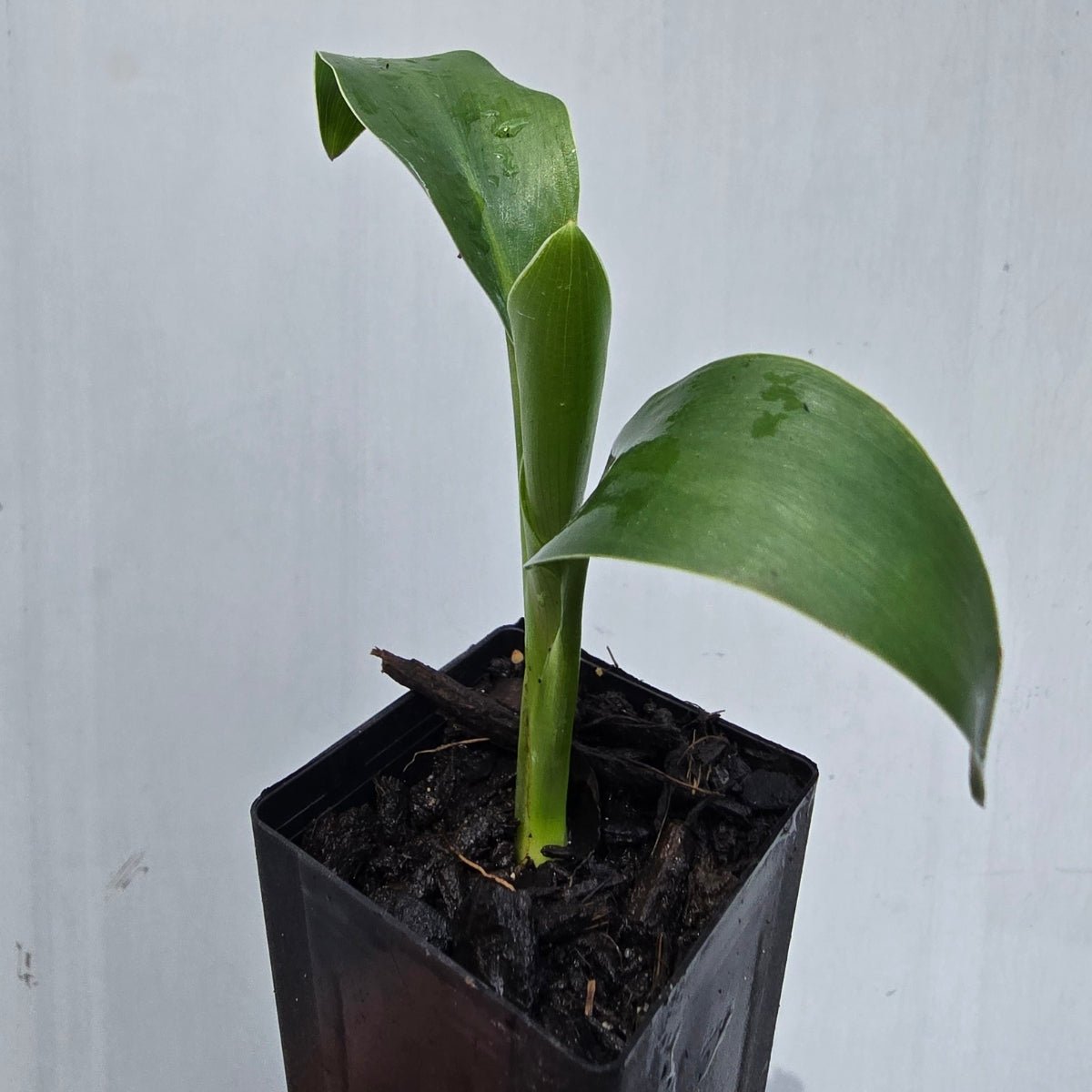 Strelitzia reginae ‘Mandela’s Gold’ | Yellow Bird of Paradise | 50mm Pot - Oldboy&