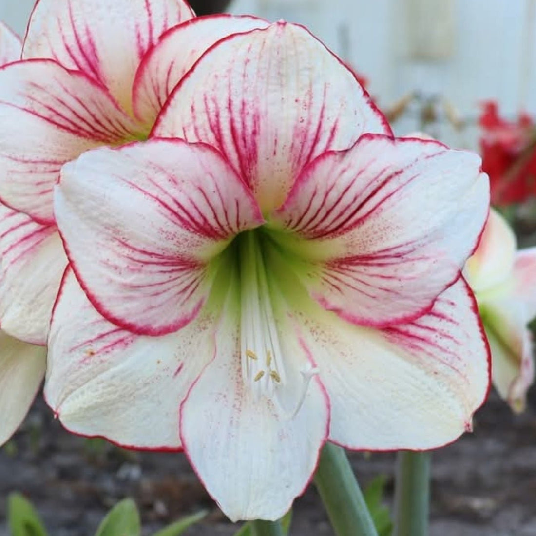 Sunrise - Hippeastrums | Amaryllis | Hippeastrum x hybridum - Oldboy&