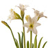 Swan Lake Hippeastrum Bulb | Sonatini Amaryllis – White Blooms with Green Throat - Oldboy&