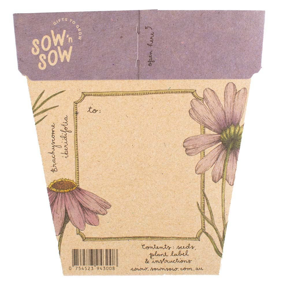 Swan River Daisy Gift of Seeds - Oldboy&