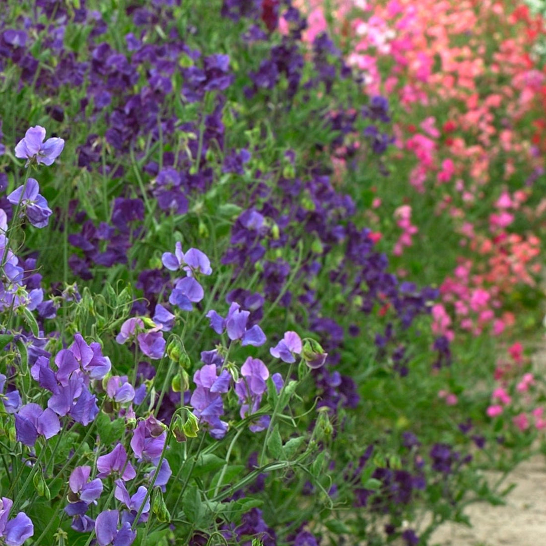 Sweet Pea ‘Multiflora Colorama Mixed’ Seeds – Lathyrus odoratus Fragrant Climbing Flowers - Oldboy&