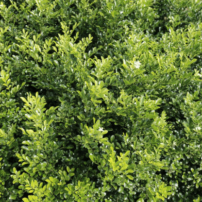 Sweet Privacy™ Murraya | Fragrant White Flowering Hedge - Oldboy&