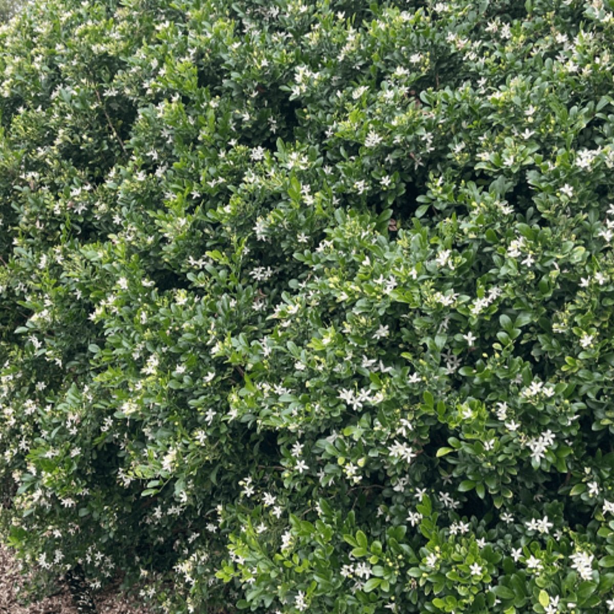 Sweet Privacy™ Murraya | Fragrant White Flowering Hedge - Oldboy&