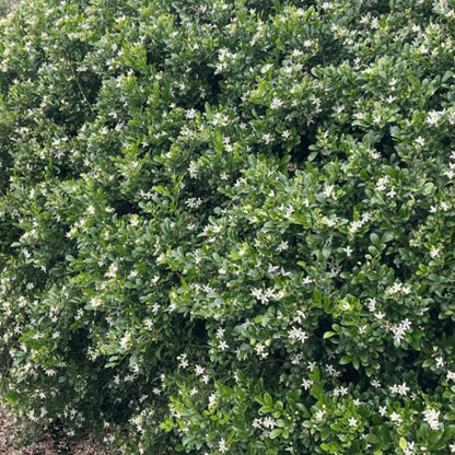 Sweet Privacy™ Murraya | Fragrant White Flowering Hedge - Oldboy&