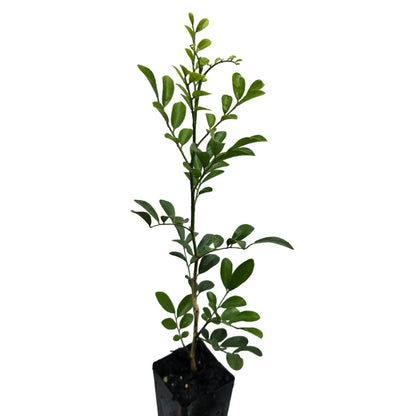 Sweet Privacy™ Murraya | Fragrant White Flowering Hedge - Oldboy&
