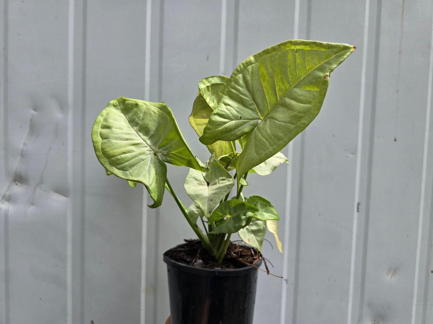 elephant ear vs arrowhead plant Syngonium 'Confetti' – Podophyllum
