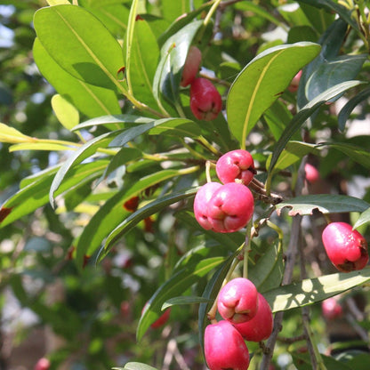 Syzygium australe ‘Aussie Compact’ Lilly Pilly | 42mm Tube - Oldboy&