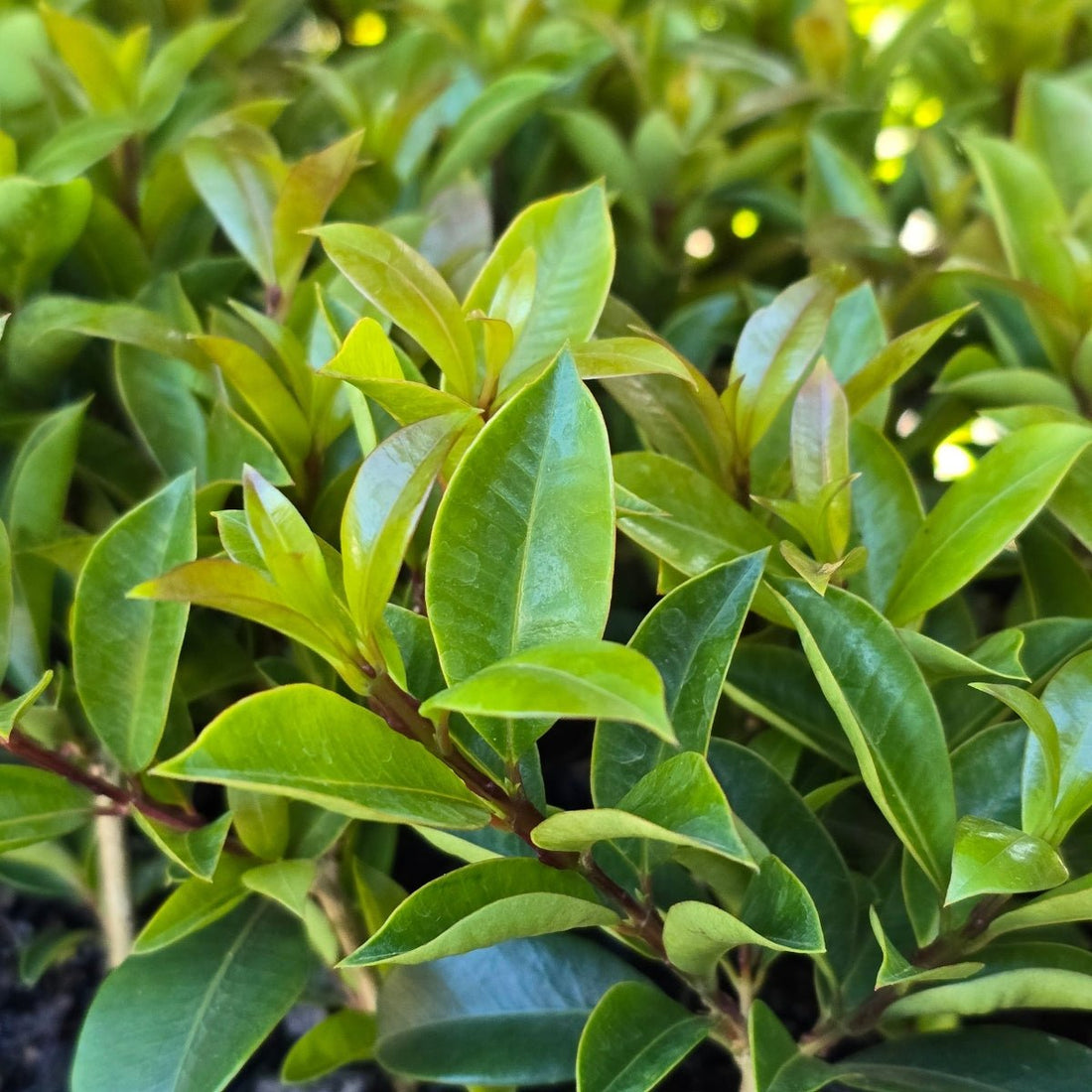 Syzygium australe ‘Aussie Compact’ Lilly Pilly | 42mm Tube - Oldboy&