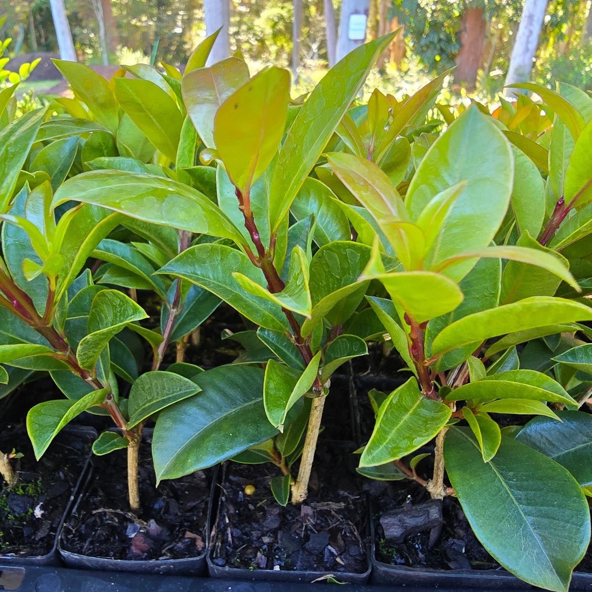Syzygium australe ‘Aussie Compact’ Lilly Pilly | 42mm Tube - Oldboy&