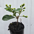 Syzygium australe ‘Resilience’ Lilly Pilly – 50mm Pot - Oldboy&