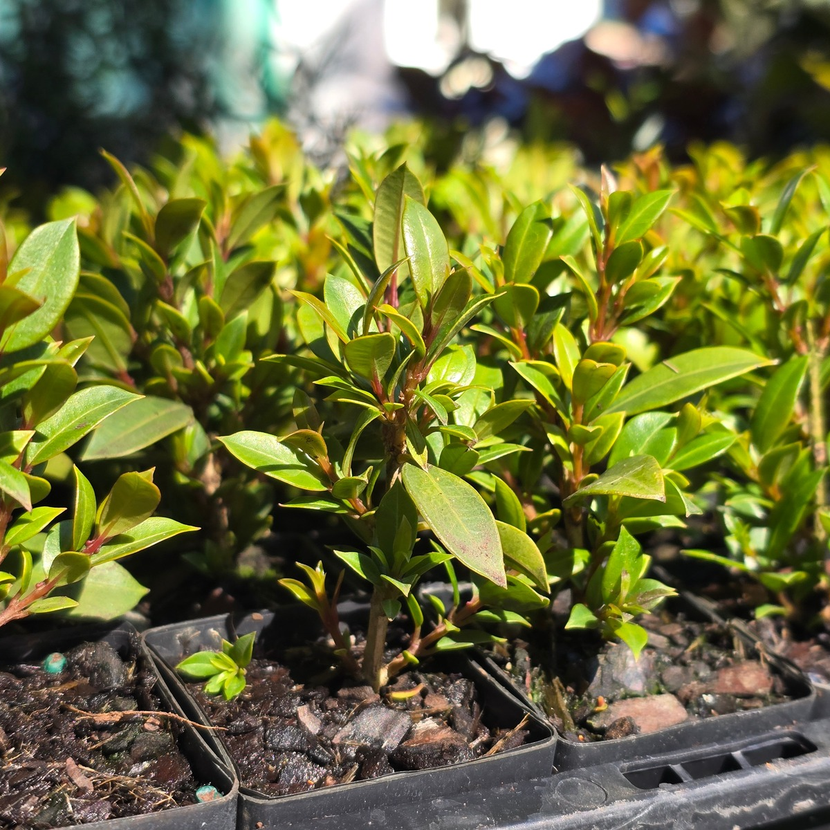 Syzygium australe ‘Tiny Trev’ Dwarf Lilly Pilly | 42mm Tube - Oldboy&