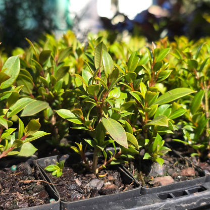 Syzygium australe ‘Tiny Trev’ Dwarf Lilly Pilly | 42mm Tube - Oldboy&