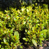 Syzygium australe ‘Tiny Trev’ Dwarf Lilly Pilly | 42mm Tube - Oldboy&