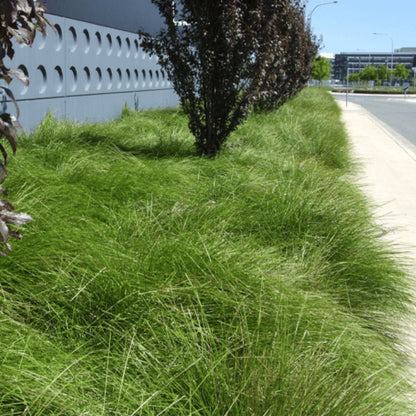 Tanika® Lomandra | Fine, Weeping Native Plant | 42mm Pot - Oldboy&
