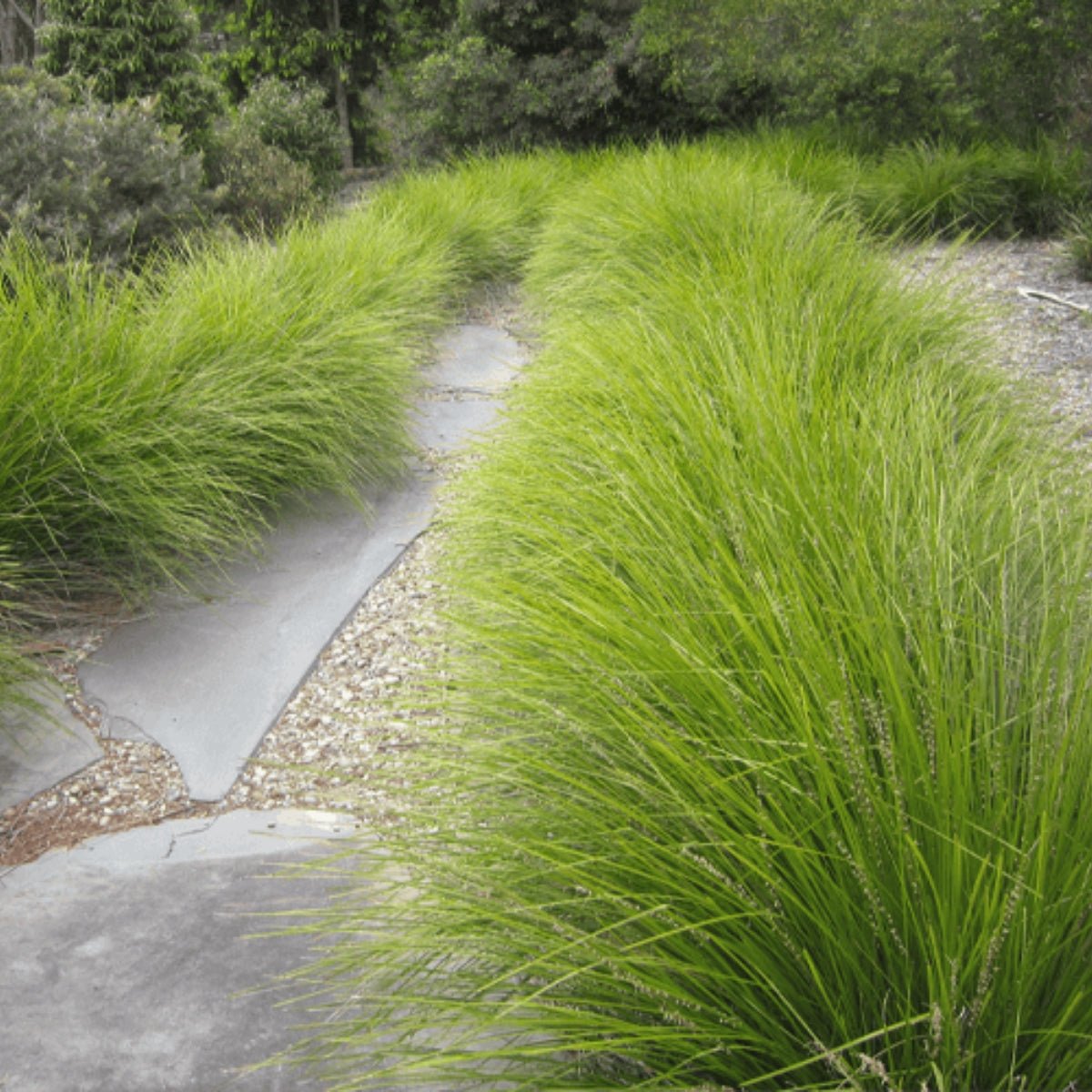 Tanika® Lomandra | Fine, Weeping Native Plant | 42mm Pot - Oldboy&