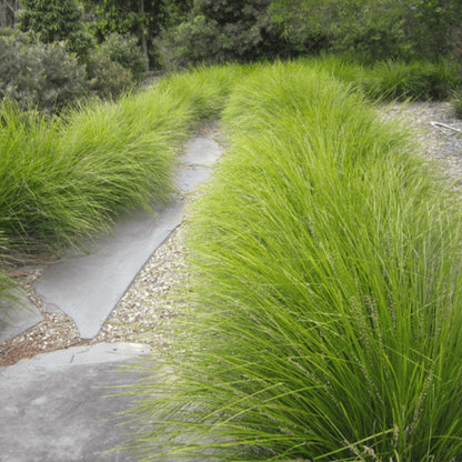 Tanika® Lomandra | Fine, Weeping Native Plant | 42mm Pot - Oldboy&