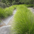 Tanika® Lomandra | Fine, Weeping Native Plant | 42mm Pot - Oldboy&