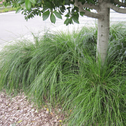 Tanika® Lomandra | Fine, Weeping Native Plant | 42mm Pot - Oldboy&