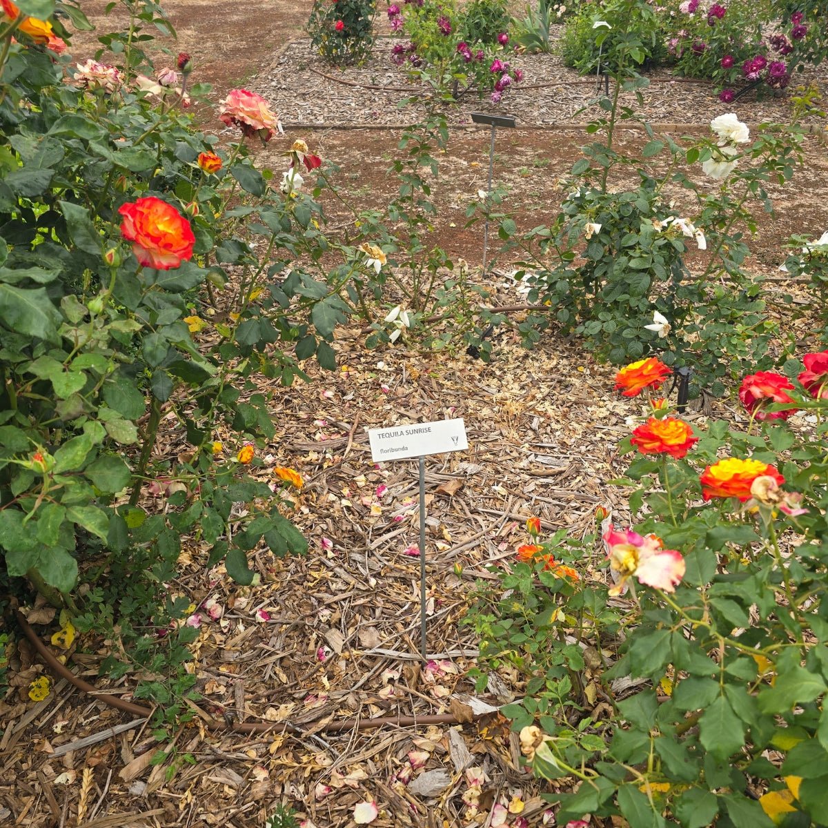 Tequila Sunrise – General – Hybrid Tea Rose - Oldboy&