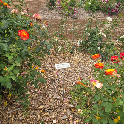Tequila Sunrise – General – Hybrid Tea Rose - Oldboy&