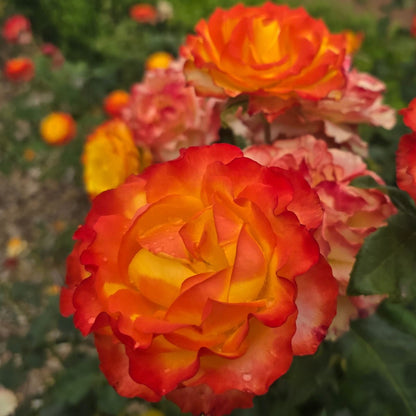 Tequila Sunrise – General – Hybrid Tea Rose - Oldboy&