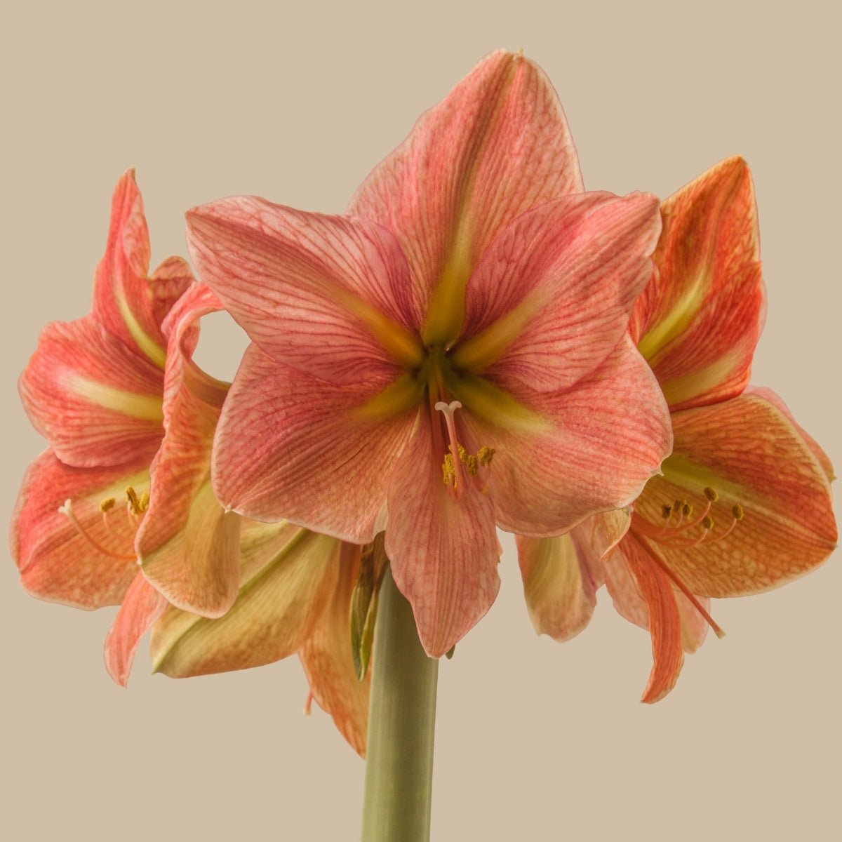 Terra Cotta Star Hippeastrum Bulb | Amaryllis – Terracotta Orange Blooms - Oldboy&