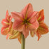 Terra Cotta Star Hippeastrum Bulb | Amaryllis – Terracotta Orange Blooms - Oldboy&