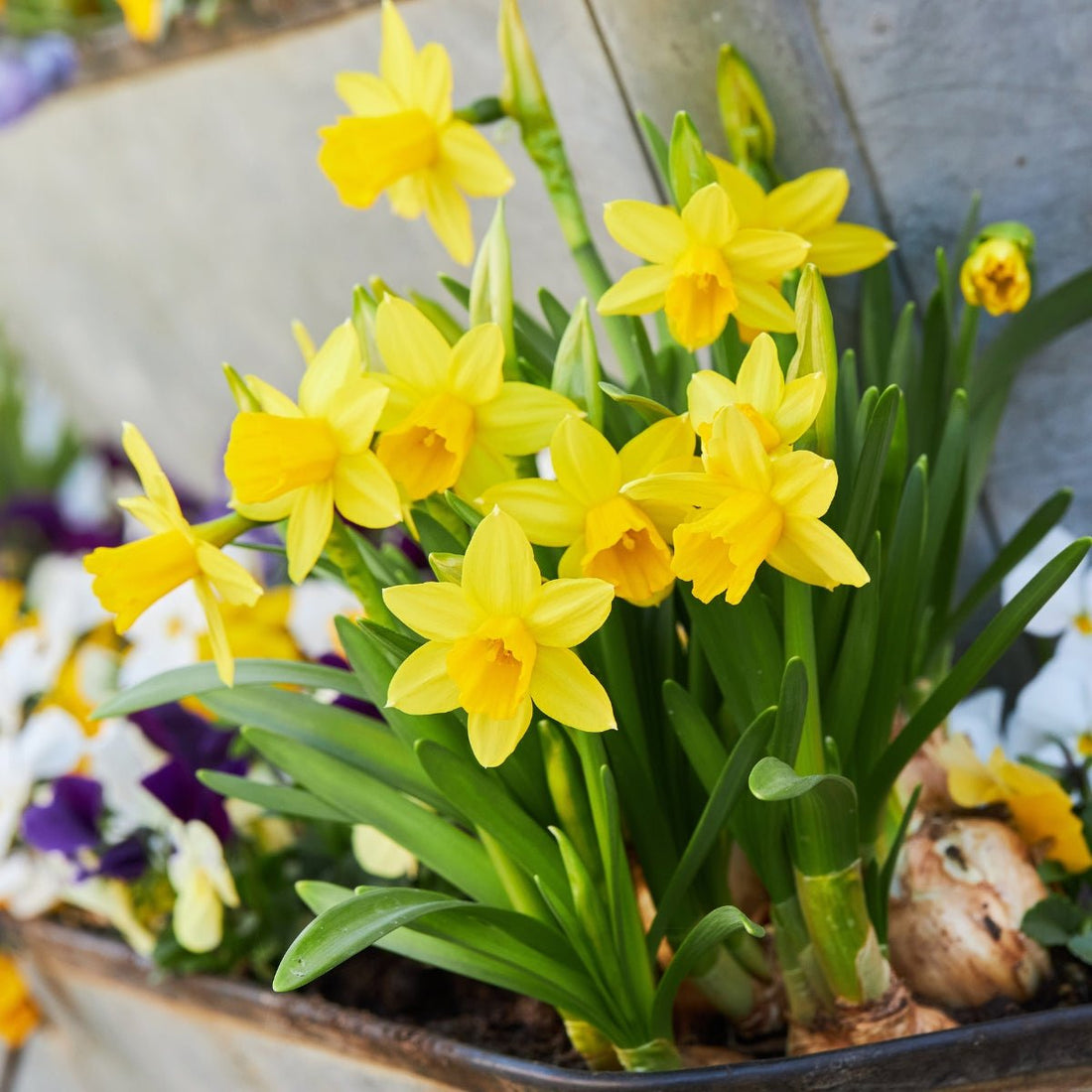 Tete A Tete - Daffodil (Narcissus) – Miniature Golden Beauty - Pre - Order - Oldboy&