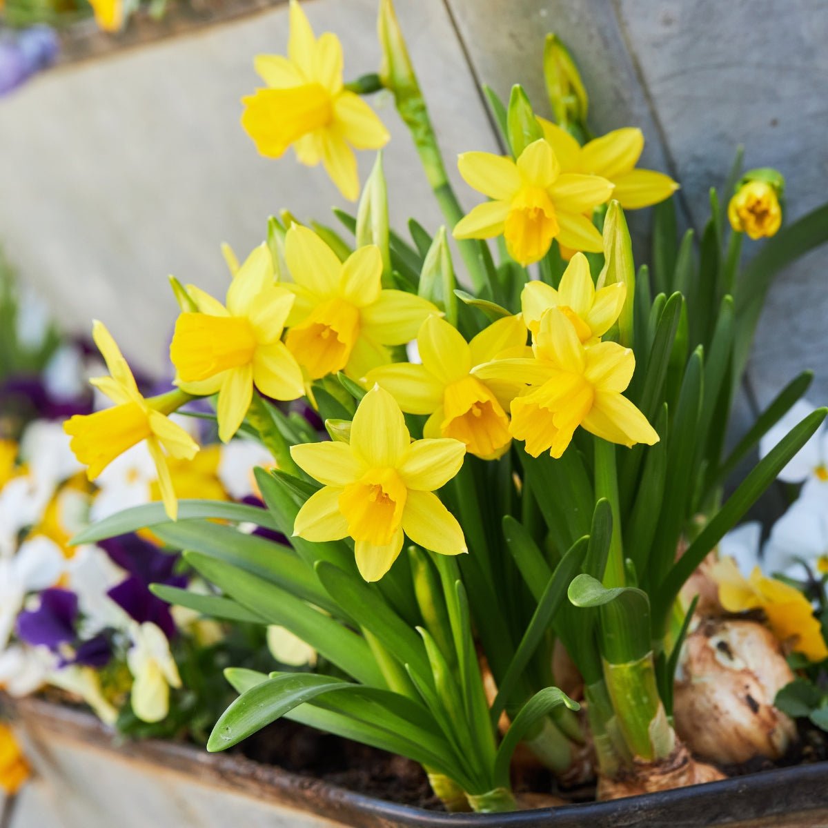 Tete A Tete - Daffodil (Narcissus) – Miniature Golden Beauty - Pre - Order - Oldboy&