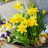 Tete A Tete - Daffodil (Narcissus) – Miniature Golden Beauty - Pre - Order - Oldboy&