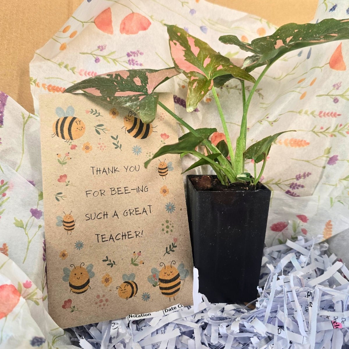 Thank You for Bee - ing Such a Great Teacher - Gift Box 🎁🐝🌻 - Oldboy&