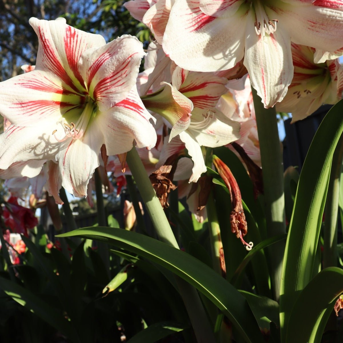 The President - Hippeastrums | Amaryllis | Hippeastrum x hybridum - Oldboy&