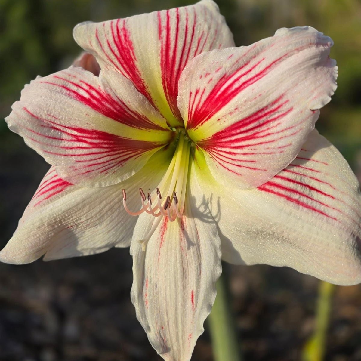The President - Hippeastrums | Amaryllis | Hippeastrum x hybridum - Oldboy&