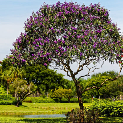 Tibouchina lepidota ‘Alstonville’ | Purple Flowering Tree - Oldboy&